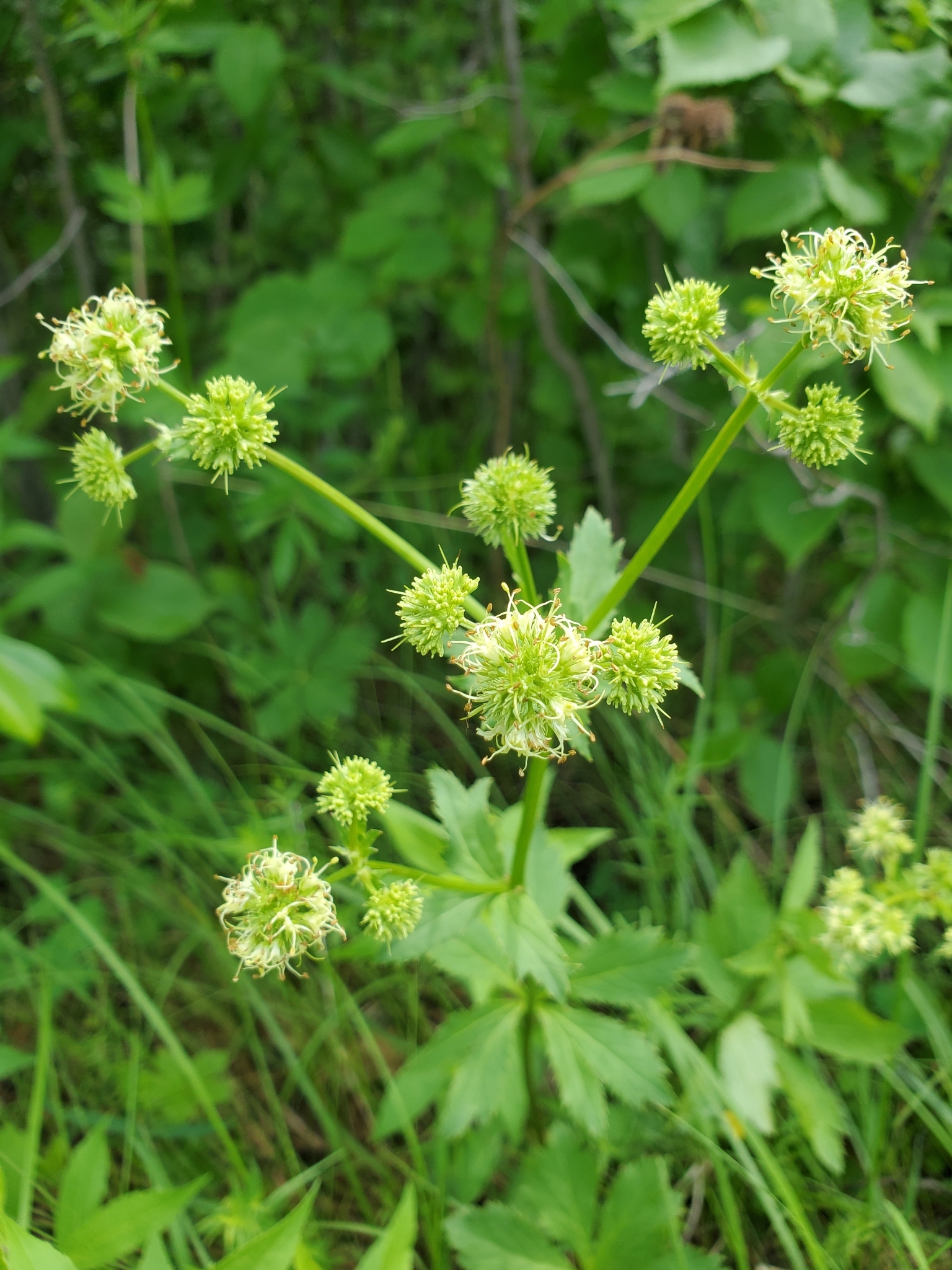 Sanicula marilandica