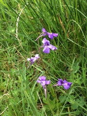 Pinguicula grandiflora