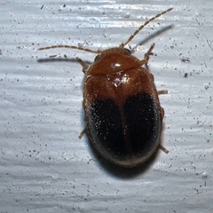 Prionocyphon discoideus