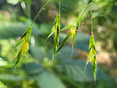 Bromus sitchensis sitchensis