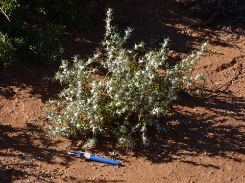 Image of Sclerolaena bicornis by no rights reserved