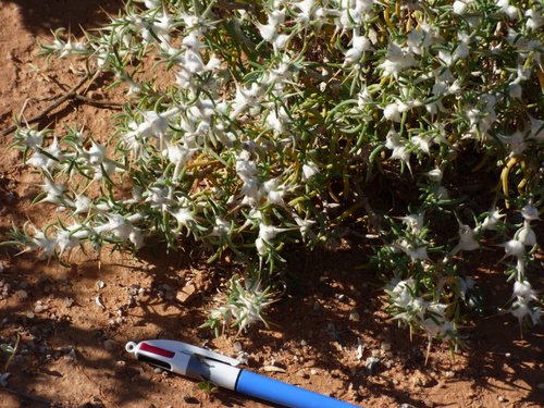Image of Goathead Burr (Sclerolaena bicornis) by no rights reserved
