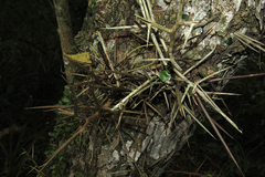 Gleditsia amorphoides