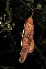 Senegalia praecox
