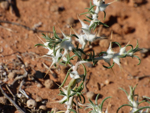 Image of Goathead Burr (Sclerolaena bicornis) by no rights reserved