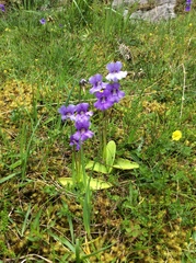 Pinguicula grandiflora