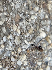 Cardiocondyla mauritanica