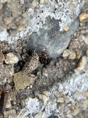 Cardiocondyla mauritanica