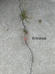 Cardiocondyla mauritanica