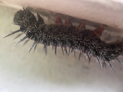 Nymphalis