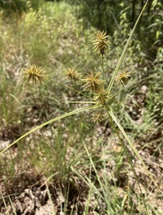 Cyperus lancastriensis