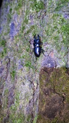 Serrognathus consentaneus