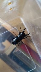 Serrognathus consentaneus