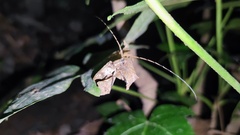 Aulaconotus pachypezoides