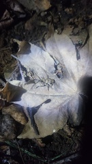 Aulaconotus pachypezoides