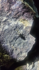 Aulaconotus pachypezoides