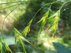 Bromus sitchensis sitchensis