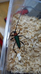 Chloridolum sieversi