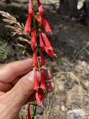 Penstemon eatonii