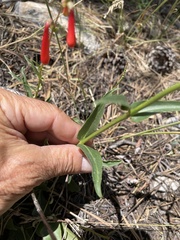 Penstemon eatonii