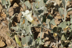 Calystegia malacophylla pedicellata