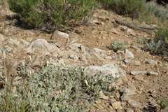 Calystegia malacophylla pedicellata
