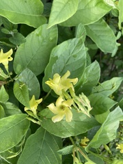 Mandevilla convolvulacea