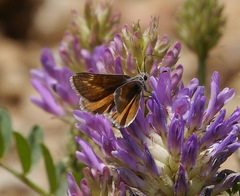 Notamblyscirtes simius