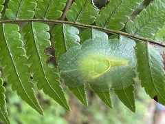 Gaeotis nigrolineata