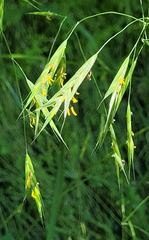 Bromus sitchensis sitchensis
