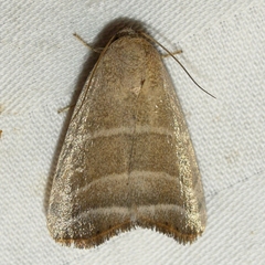 Bagisara rectifascia