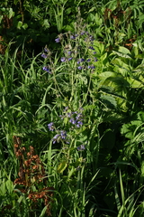 Polemonium caeruleum