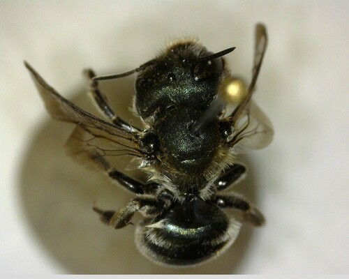 iNaturalist observation photo of Mason Bees