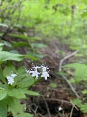 Valeriana occidentalis