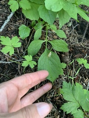 Valeriana occidentalis