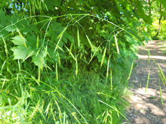 Bromus sitchensis sitchensis
