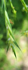 Bromus sitchensis sitchensis