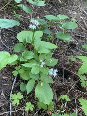 Valeriana occidentalis