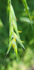 Bromus sitchensis sitchensis
