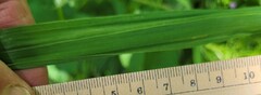 Bromus sitchensis sitchensis