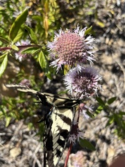 Monardella hypoleuca