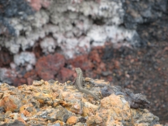 Microlophus albemarlensis