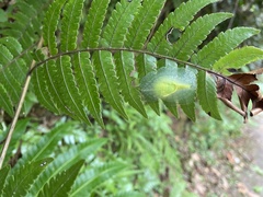 Gaeotis nigrolineata