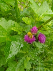 Bombus ardens