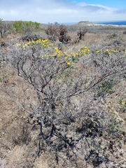 Acmispon dendroideus veatchii