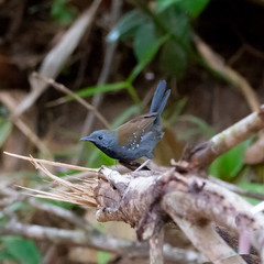 Myrmophylax atrothorax