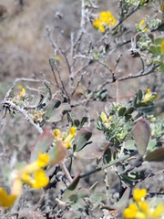 Acmispon dendroideus veatchii