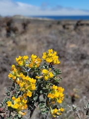 Acmispon dendroideus veatchii