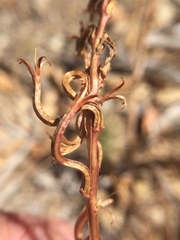Camissoniopsis intermedia