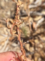 Camissoniopsis intermedia